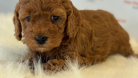 Muhteşem Toy Poodle ve Minyatüre  Yavrular